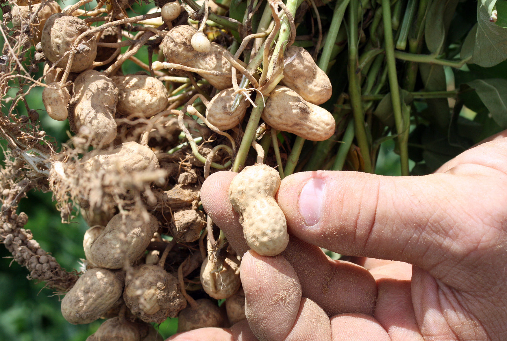 peanut freshly plucked